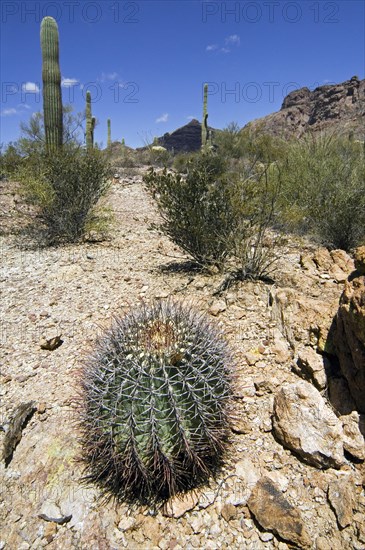 Fishhook barrel cactus