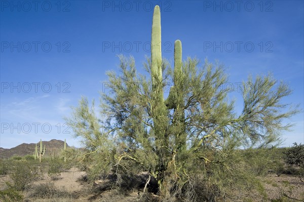 Saguaro