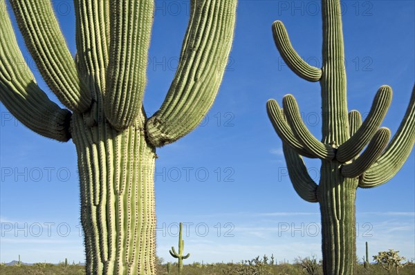 Saguaro