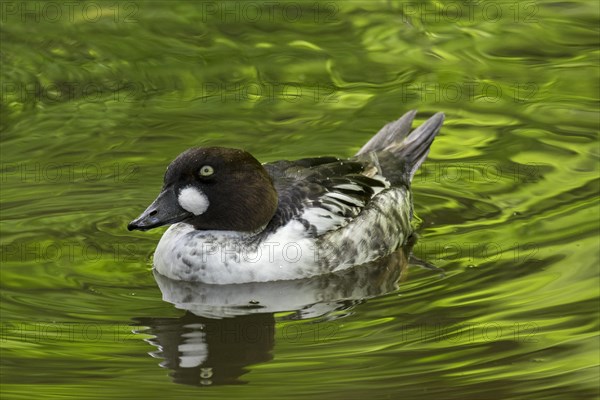 Immature common goldeneye