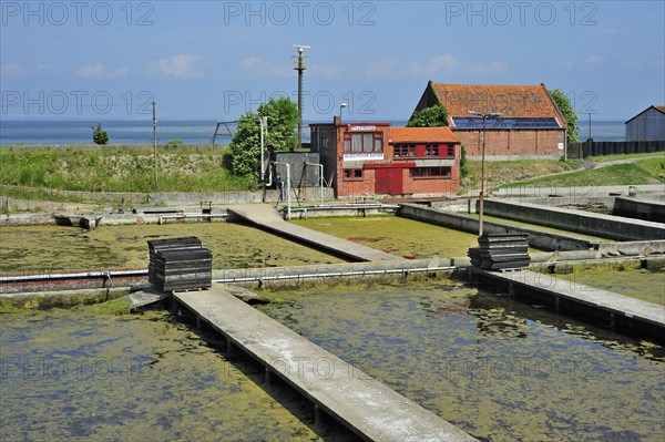 Oyster pits at Yerseke along the Oosterschelde