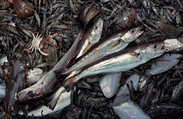 Catch showing fish and shrimps on board of prawner fishing boat on the North Sea