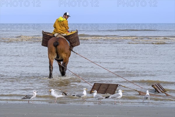 Shrimper on draught horse