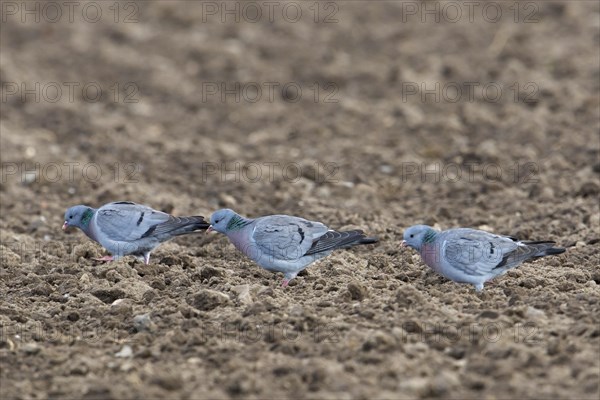 Three stock doves