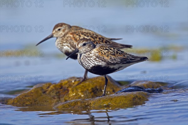 Two Dunlins