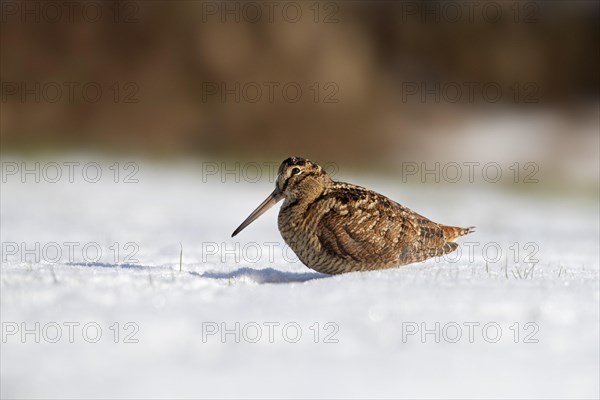 Eurasian woodcock