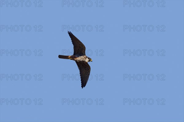 Eurasian hobby