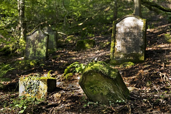 Monument zone Old Jewish cemetery in the forest