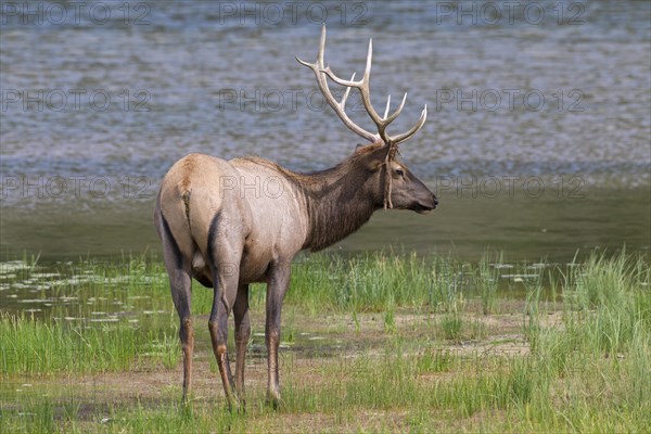 Elk