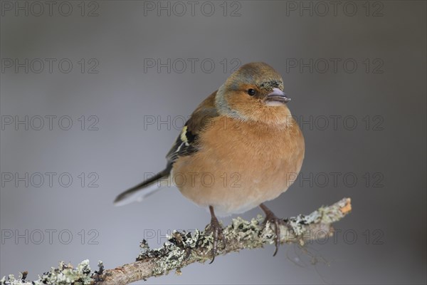 Common chaffinch