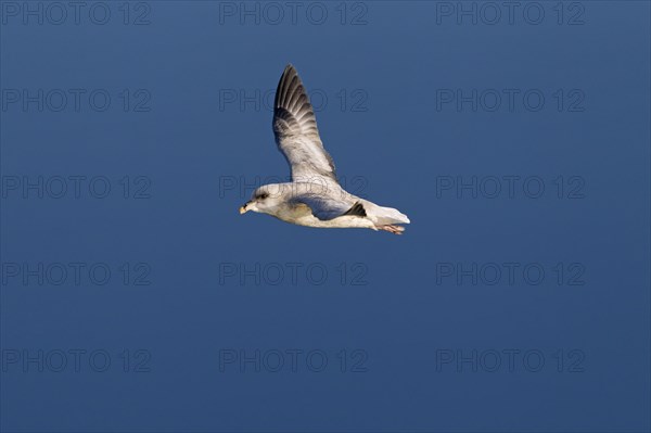 Northern fulmar