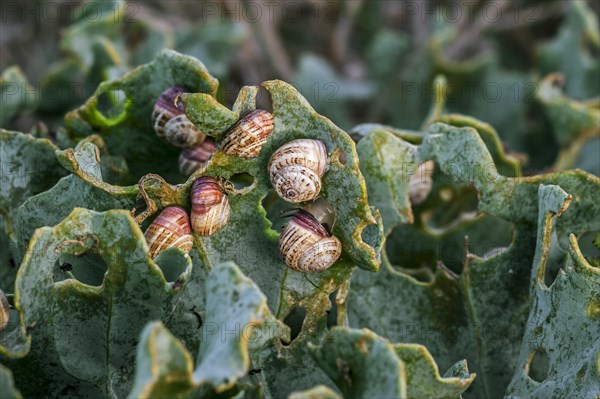 Colony of invasive white garden snails