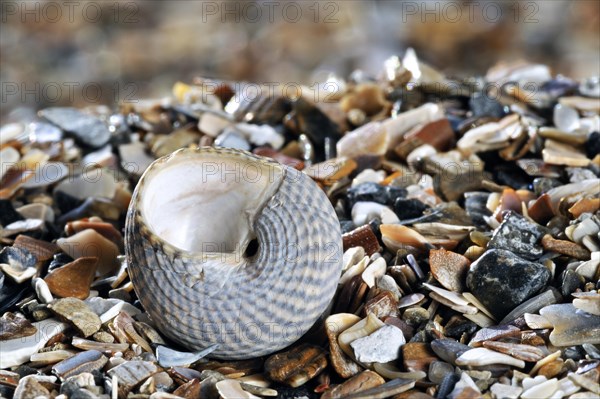 Grey top shell