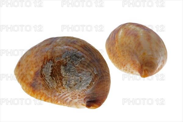 American slipper limpets