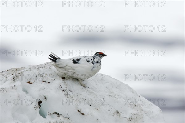 Willow ptarmigan