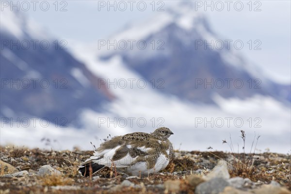 Rock ptarmigan