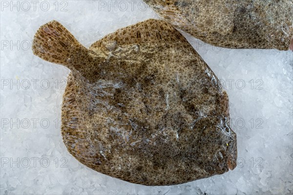 Turbot