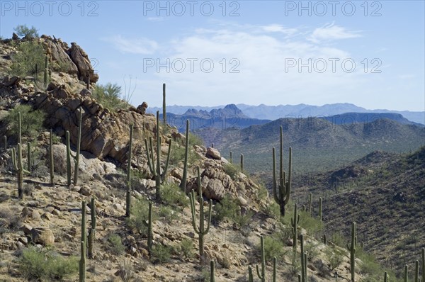 Saguaro