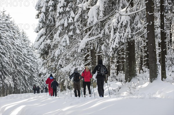 Cross-country skiers skiing in pine forest in the snow in winter at the High Fens