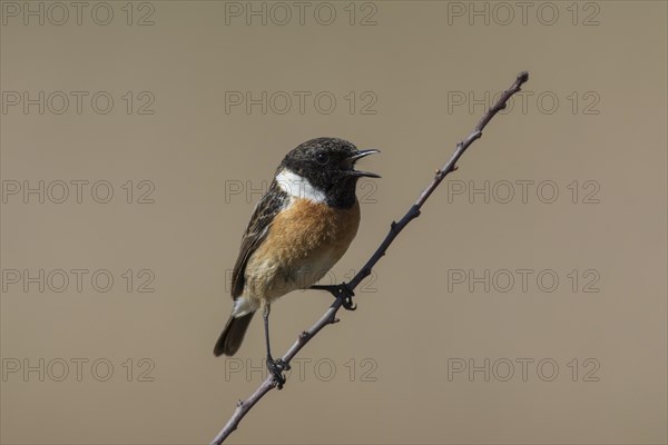 European stonechat