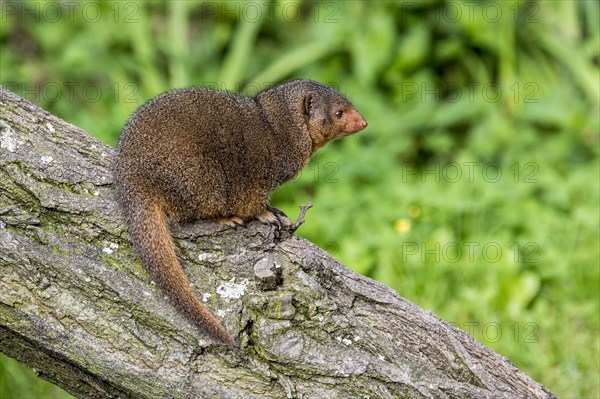 Common dwarf mongoose