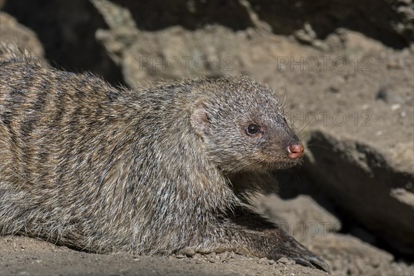 Banded mongoose