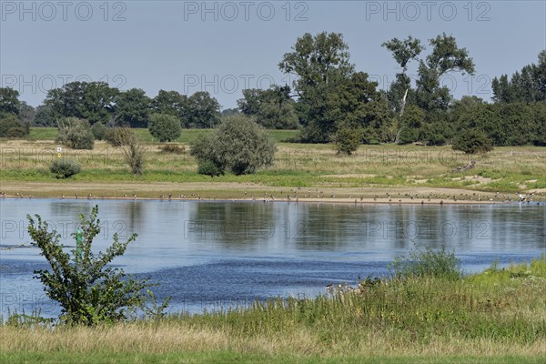 Elbe floodplain in the Altmark region in the Elbe River Landscape UNESCO Biosphere Reserve