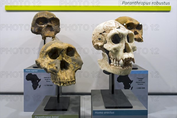 Collection of prehistoric Homininae skull replicas