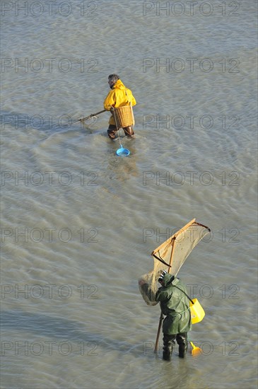 Shrimpers fishing for shrimps with shrimping net along the beach at Le Treport