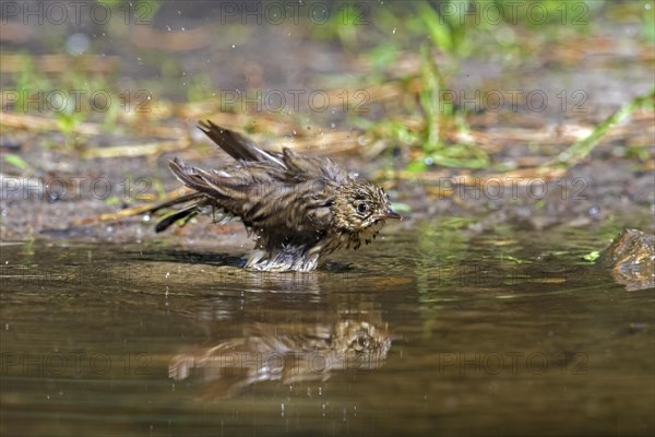 Tree pipit