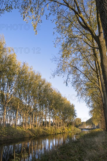 Poplar trees along the Schipdonk Canal