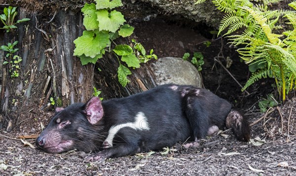 Sleeping Tasmanian devil