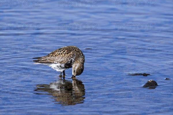 Dunlin