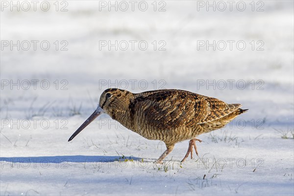 Eurasian woodcock