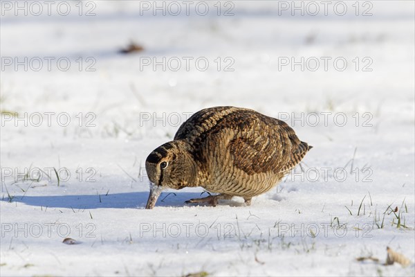 Eurasian woodcock