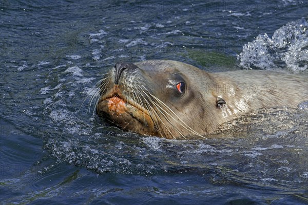 Steller sea lion