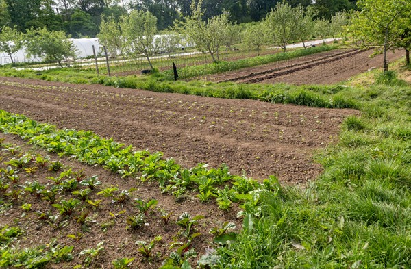 Henri's Field growing area