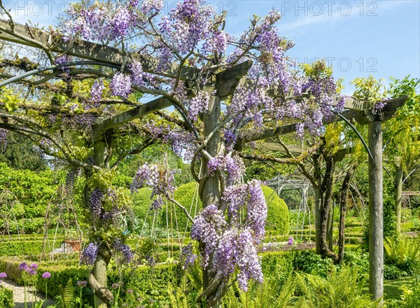 Wisteria in flower