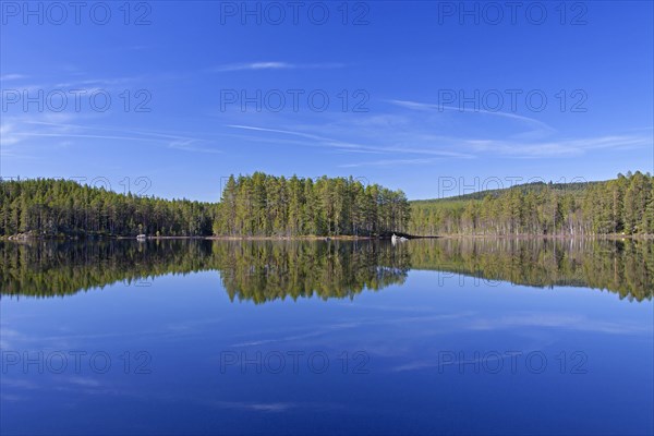 Forest with spruce trees along lake Gryssen in spring