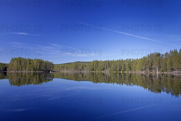 Forest with spruce trees along lake Gryssen in spring