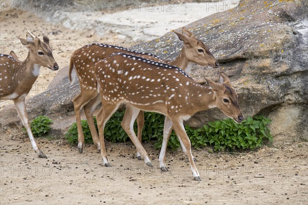 Chital