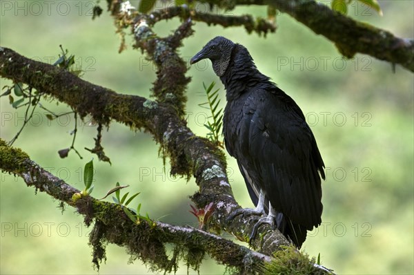 American black vulture