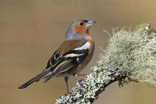 Common chaffinch