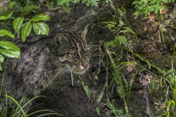 Fishing cat