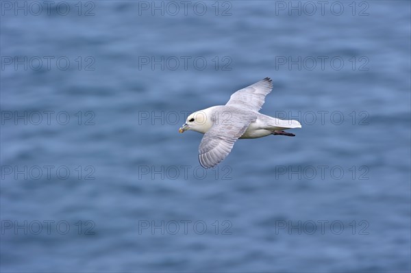 Northern Fulmar