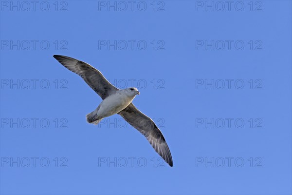 Northern fulmar