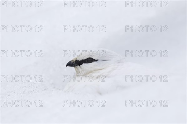 Rock ptarmigan