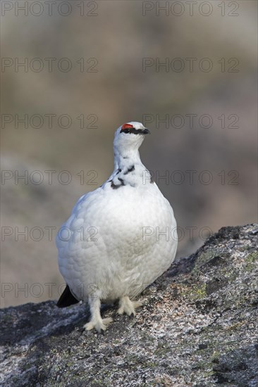 Rock ptarmigan