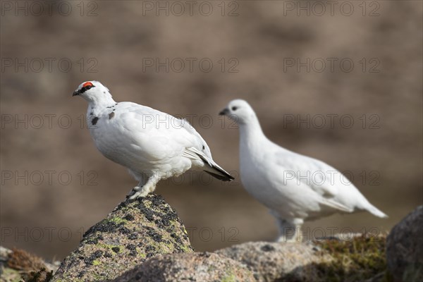 Rock ptarmigan