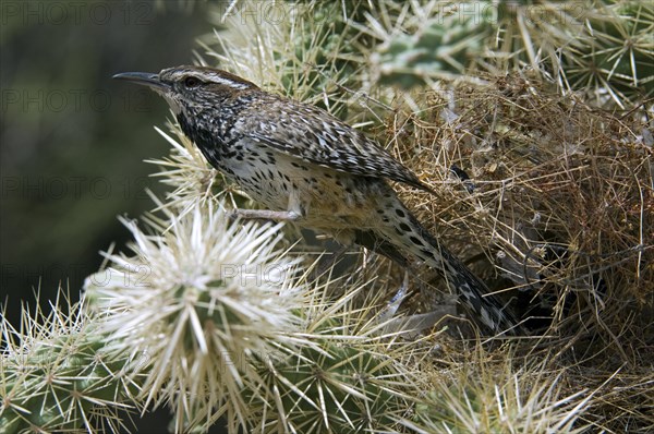 Cactus wren